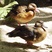 Brazilian Teal